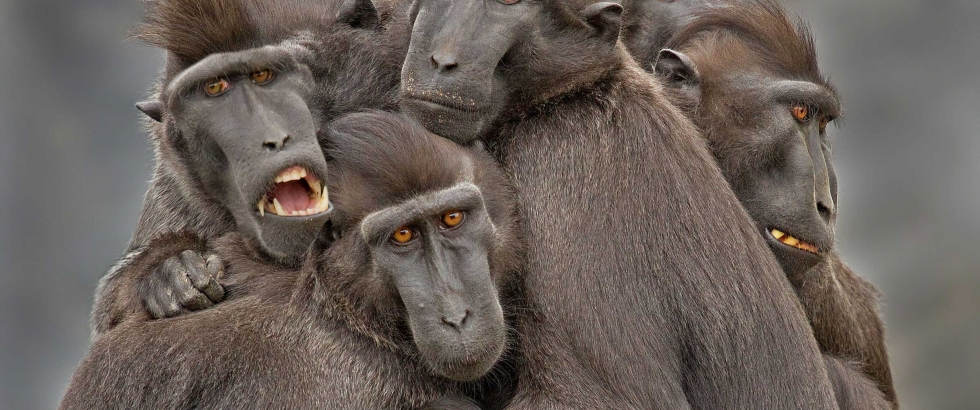 Monkey family by © Jozef 