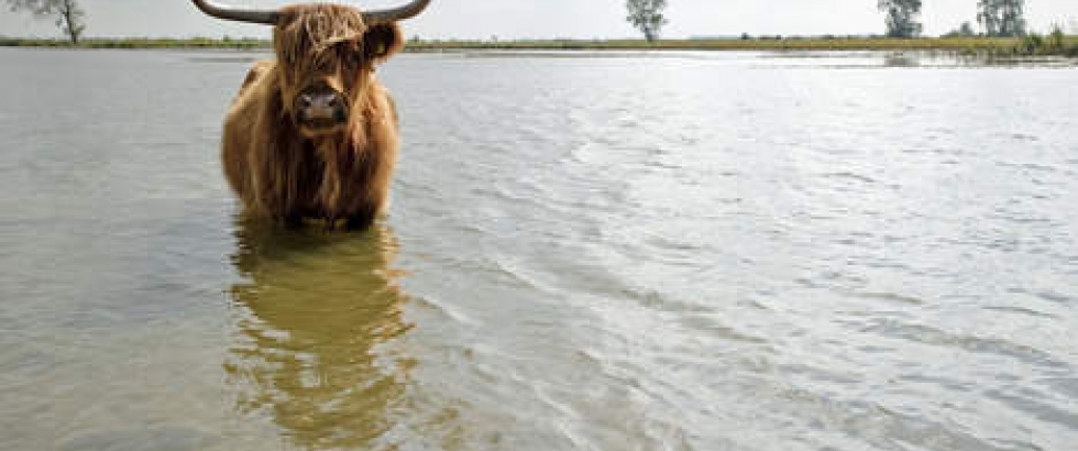 Dutch cow passion for dutch nature